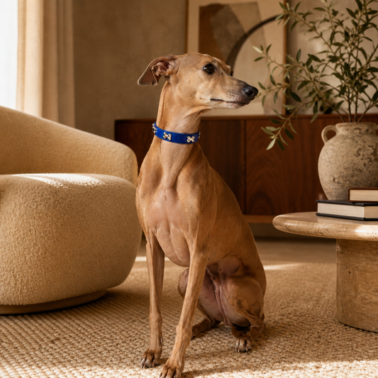 Faux Leather Dog Collar with Bone Studs