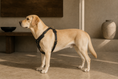 Charger l'image dans la visionneuse de la galerie, The Classic Leather Harness
