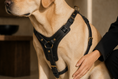 Charger l'image dans la visionneuse de la galerie, The Classic Leather Harness
