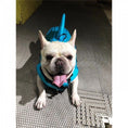 Cargar la imagen en la vista de la galería, White French Bulldog wearing a bright blue shark fin life jacket lying on carpet
