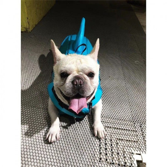 White French Bulldog wearing a bright blue shark fin life jacket lying on carpet