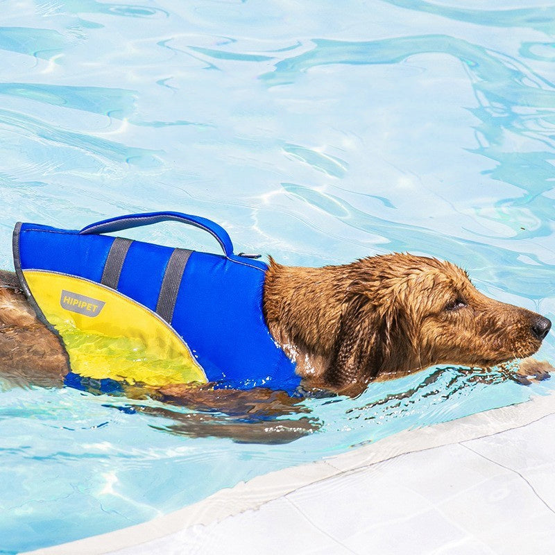 Brown dog swimming in pool wearing a blue and yellow dog life vest with top handle