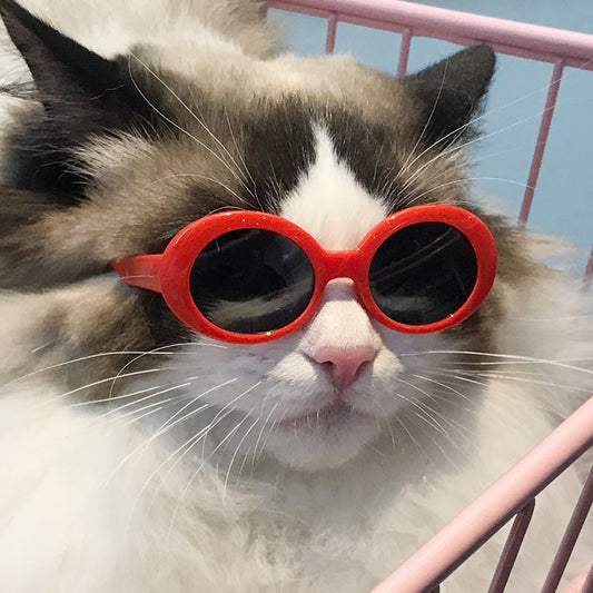 Retro frame pet sunglasses