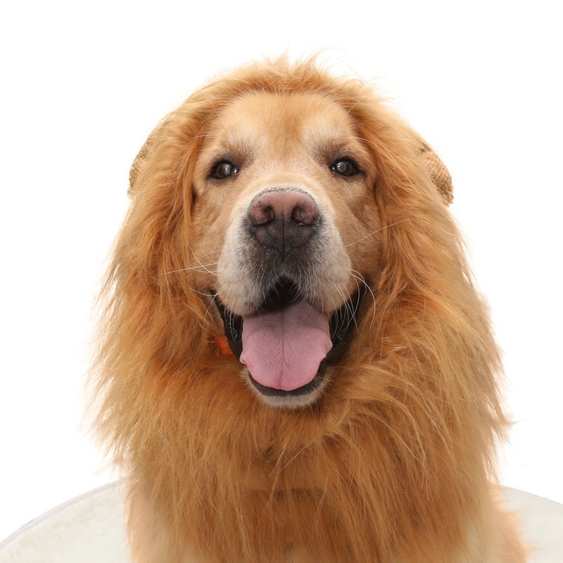 Close-up side view of golden retriever in brown lion mane headgear