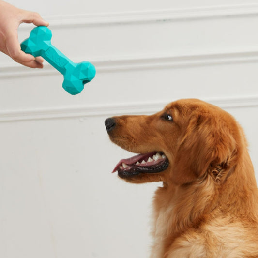 Golden retriever dog looking at teal blue geometric rubber bone toy held by human hand