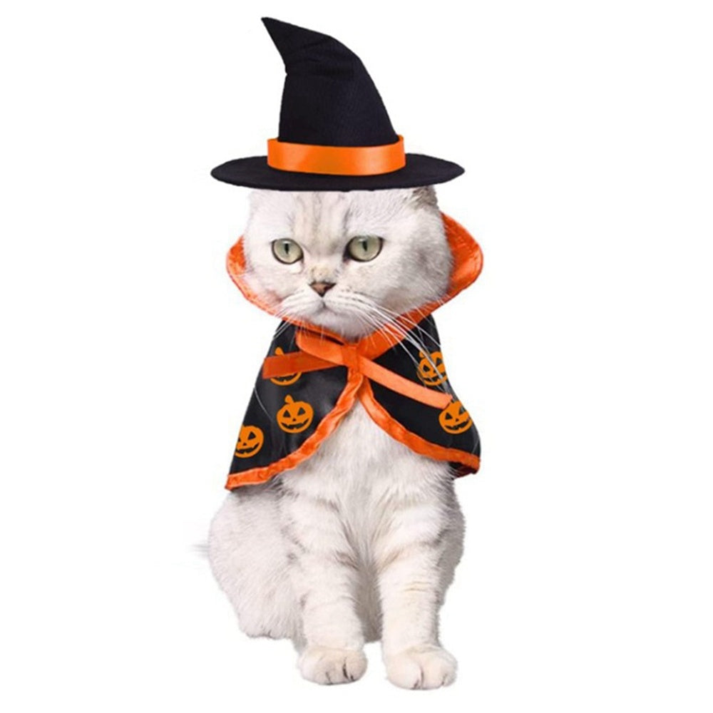 White cat wearing a black witch hat with orange band and a black cape with orange pumpkin prints