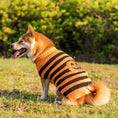 Load image into Gallery viewer, Side view of dog in orange and black striped Halloween pumpkin sweater sitting outside

