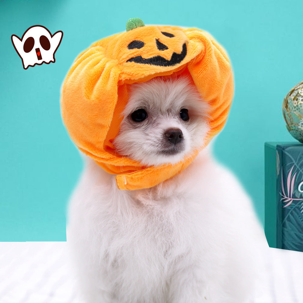 Small white dog wearing orange pumpkin hat on teal background with cartoon ghost graphic