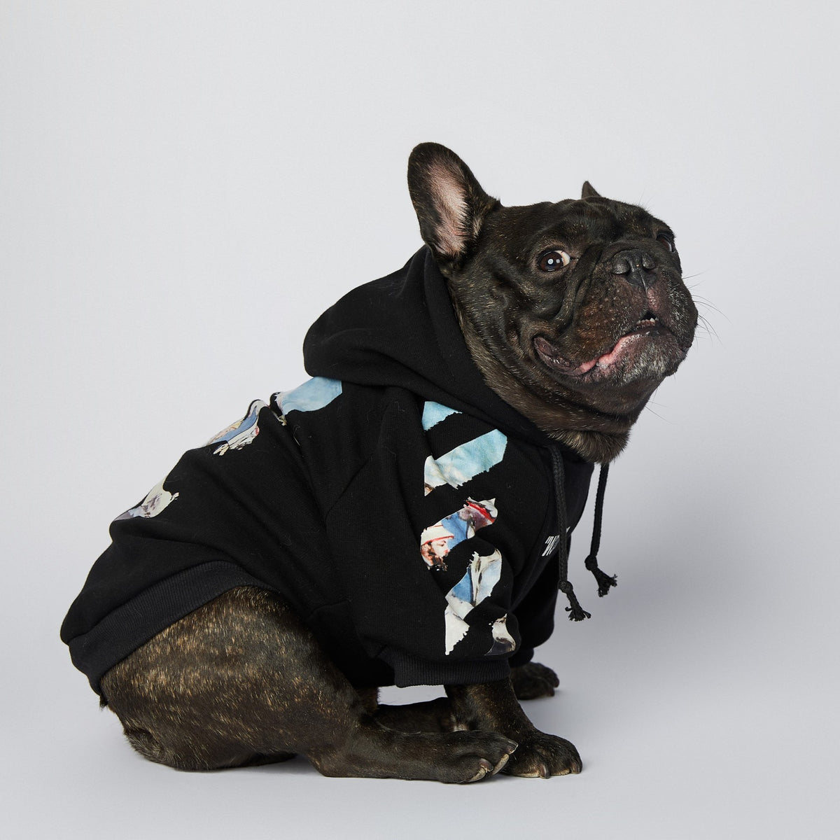 Front-facing French bulldog wearing black artistic printed hoodie sitting and looking up with visible sleeve and chest print