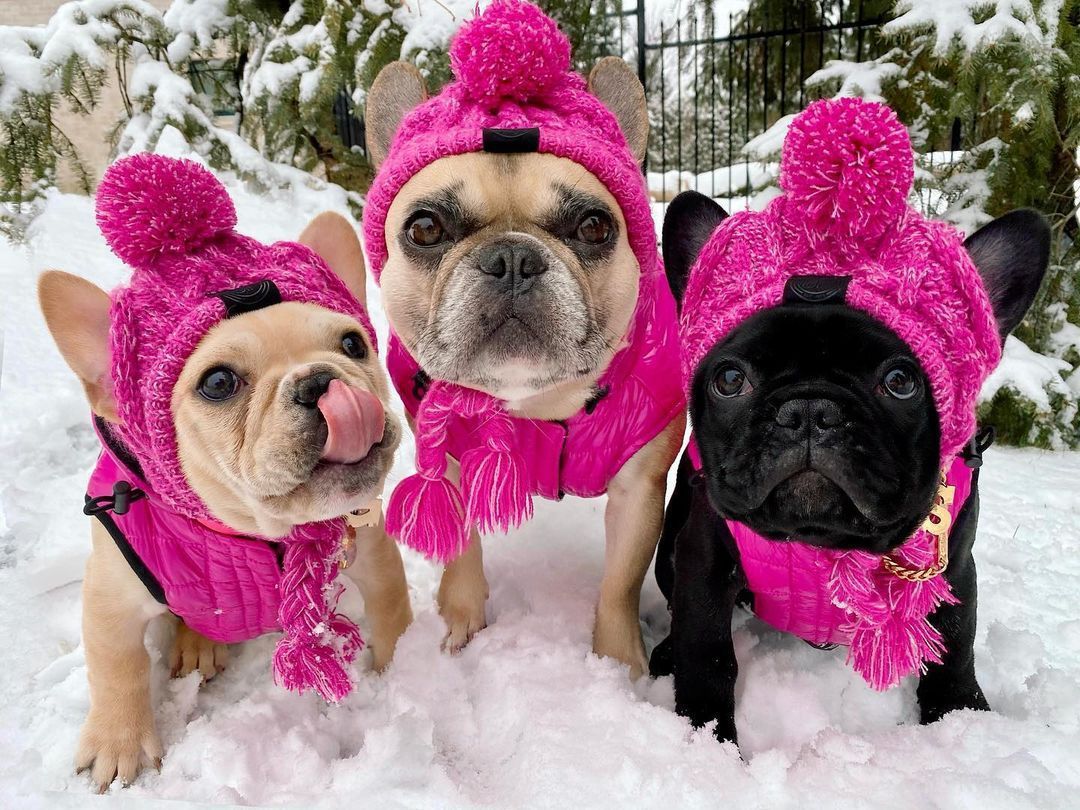 Wool Ball Thermal And Windproof Puffy Ball Knitted Dog Hat