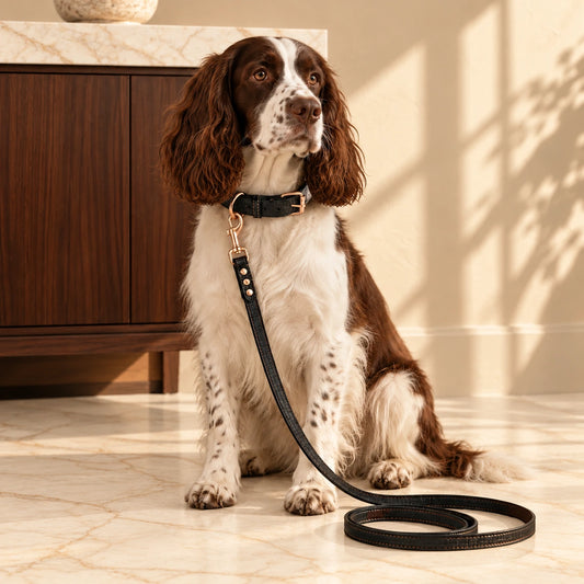 Brown and white English springer spaniel wearing a black croc-texture collar and leash beside a walnut console.
