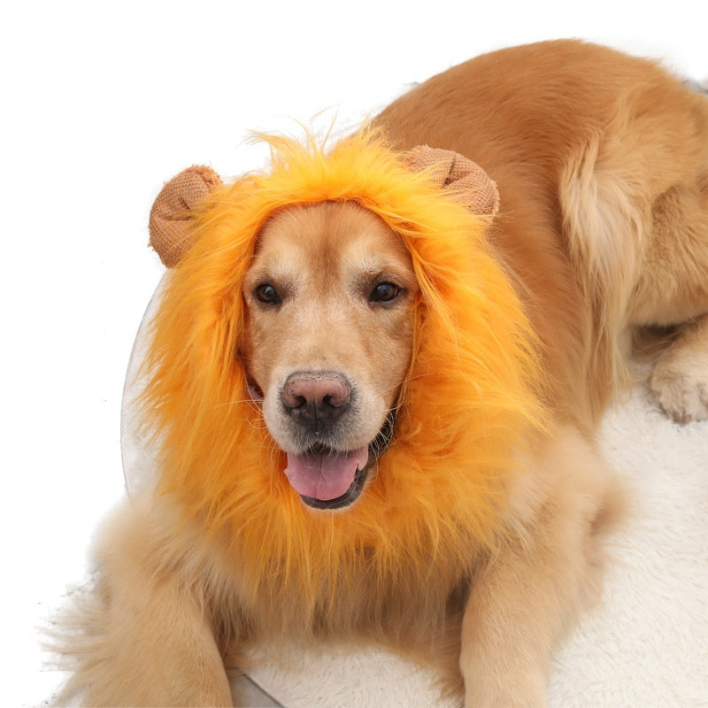 Golden retriever lying down wearing bright orange lion mane hat