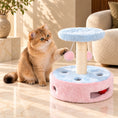 Load image into Gallery viewer, Golden British Shorthair touching a pink pom-pom on a blue and pink scratching post on brown stone.
