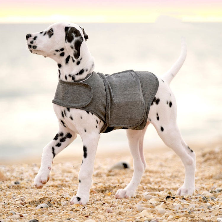 Dalmatian dog wearing heather gray anxiety relief vest on the beach