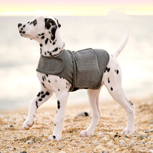 Dalmatian dog wearing heather gray anxiety relief vest on the beach
