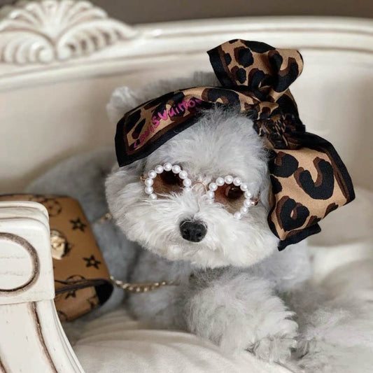 Small white dog wearing pearl frame round sunglasses and leopard print head scarf