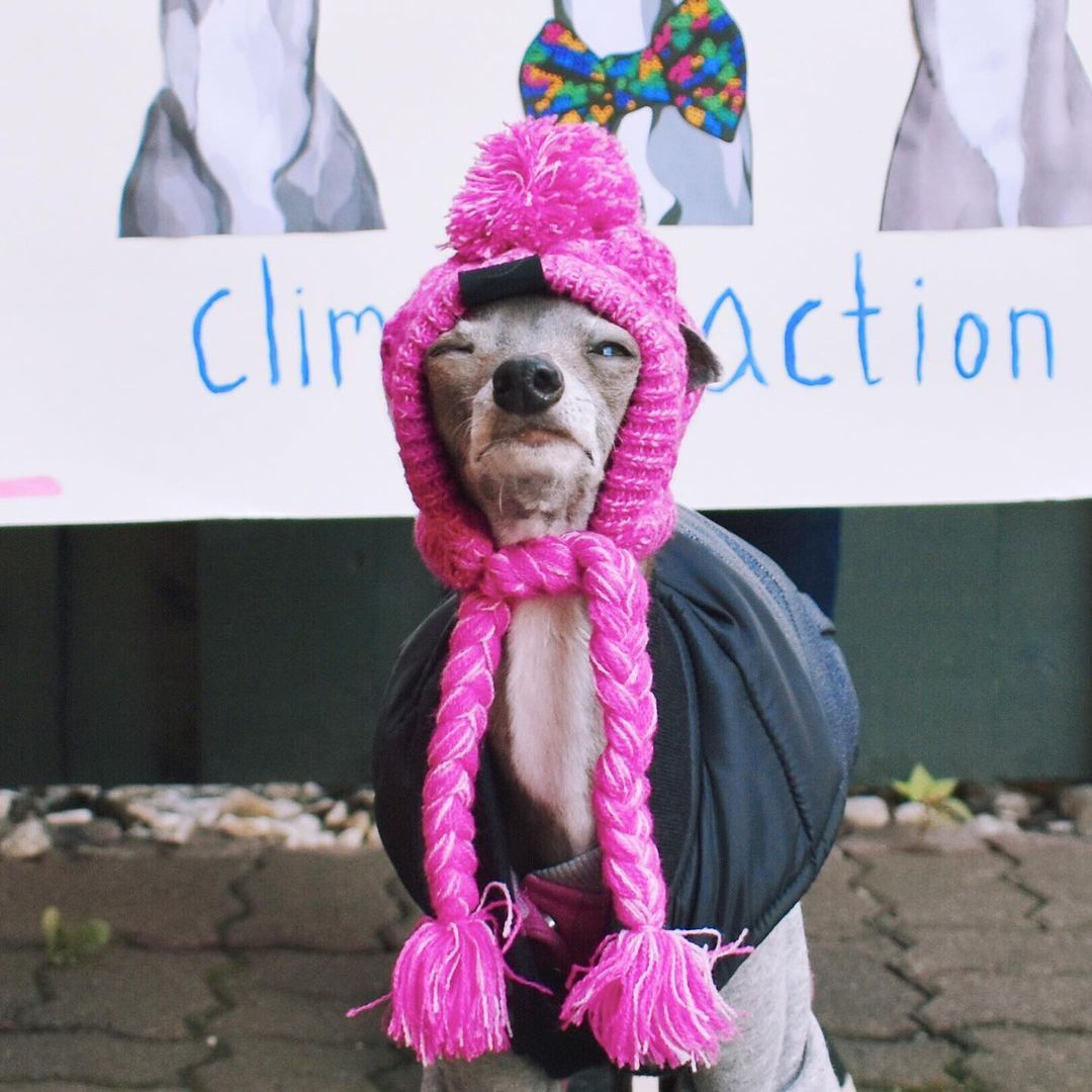 Wool Ball Thermal And Windproof Puffy Ball Knitted Dog Hat