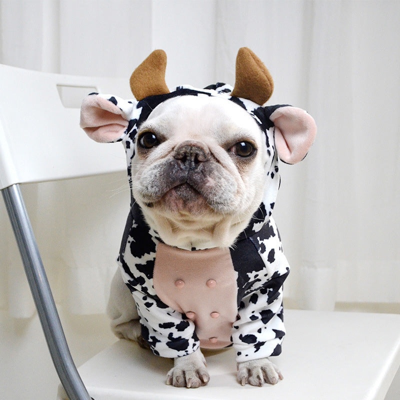 French Bulldog sitting on a white chair wearing the full cow costume, showing front view of ears, horns, and pink belly
