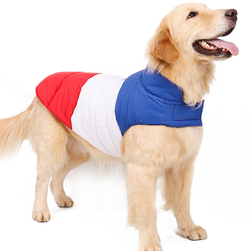 Golden retriever in red, white, and blue color-block dog jacket standing on white background