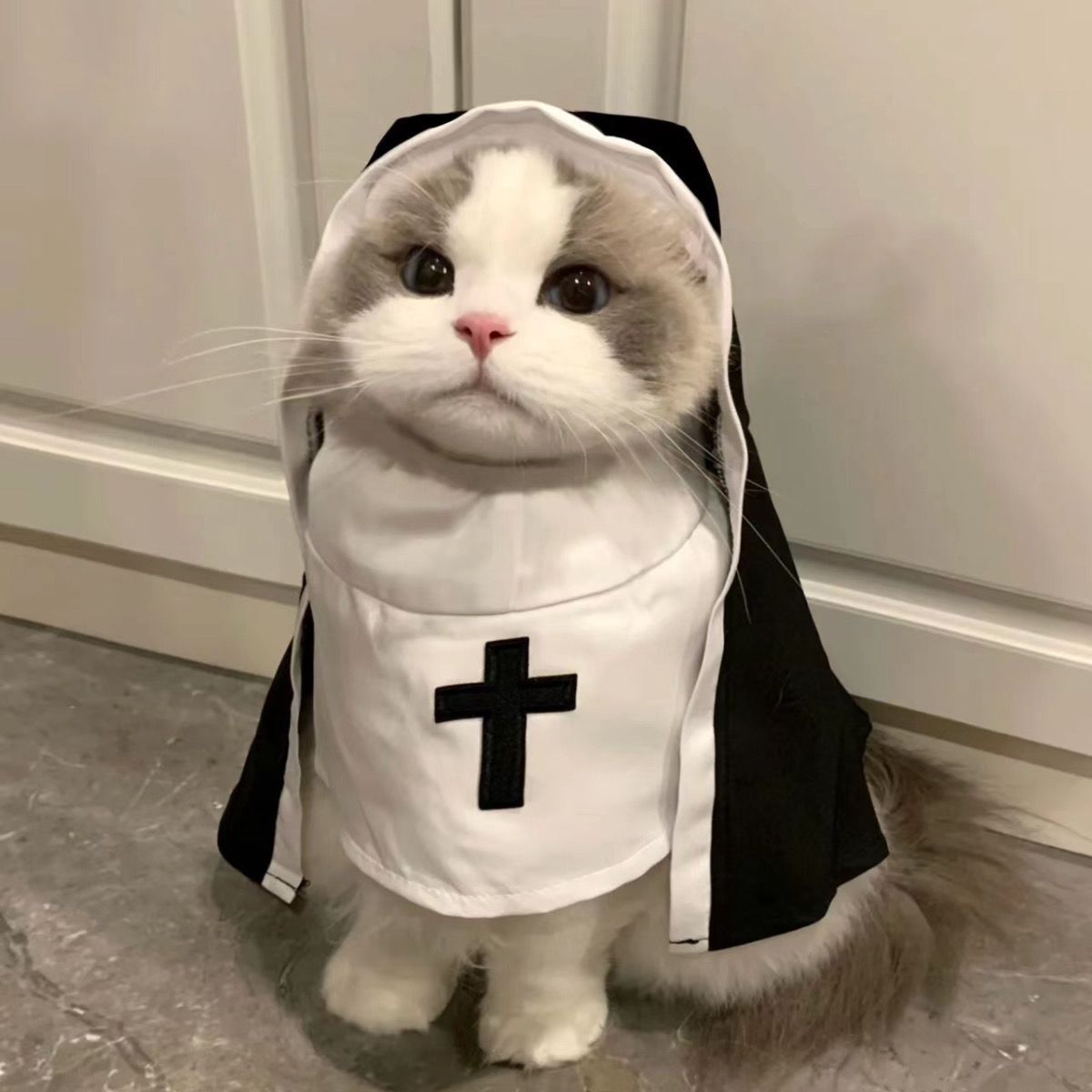 Close-up of white and grey cat wearing a black and white nun costume with a black cross