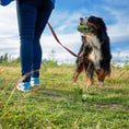 Cargar la imagen en la vista de la galería, 540 Bags High Quality Heavy Duty Large Biodegradable Dog Poo Bags Eco Poo Waste
