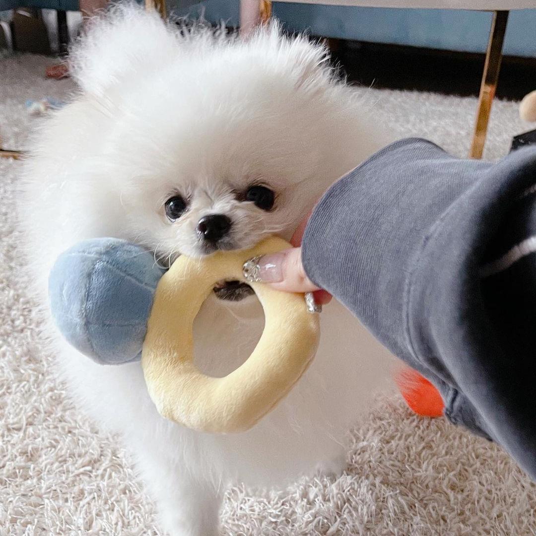 Single Dog Sounding Toy Ring Set