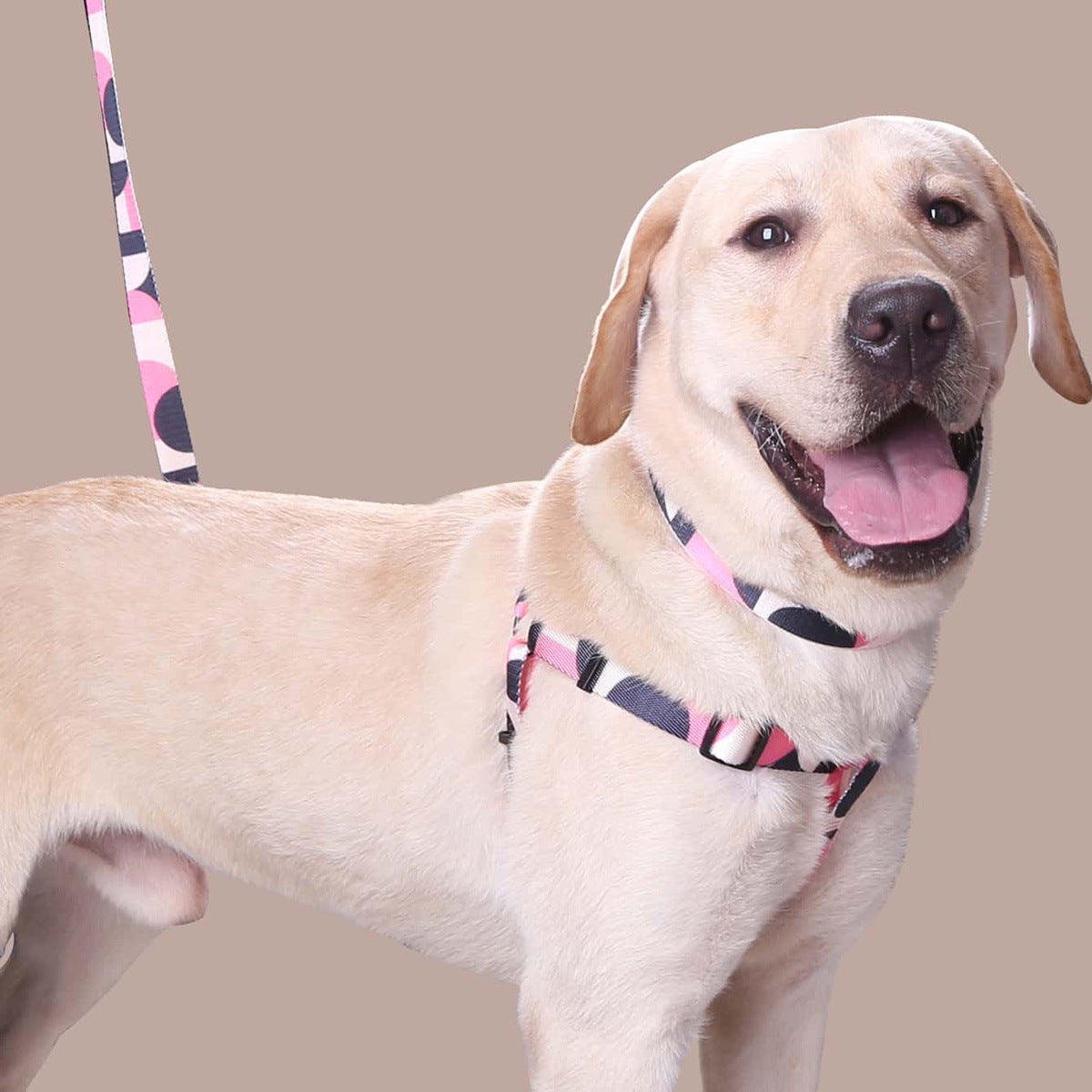 Light colored dog wearing pink geometric patterned collar and harness smiling