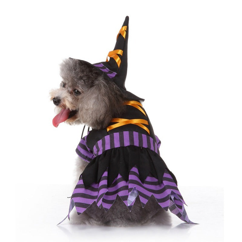 Small gray fluffy dog wearing a purple and black striped witch costume with orange ribbon and witch hat, sitting and looking back with tongue out.