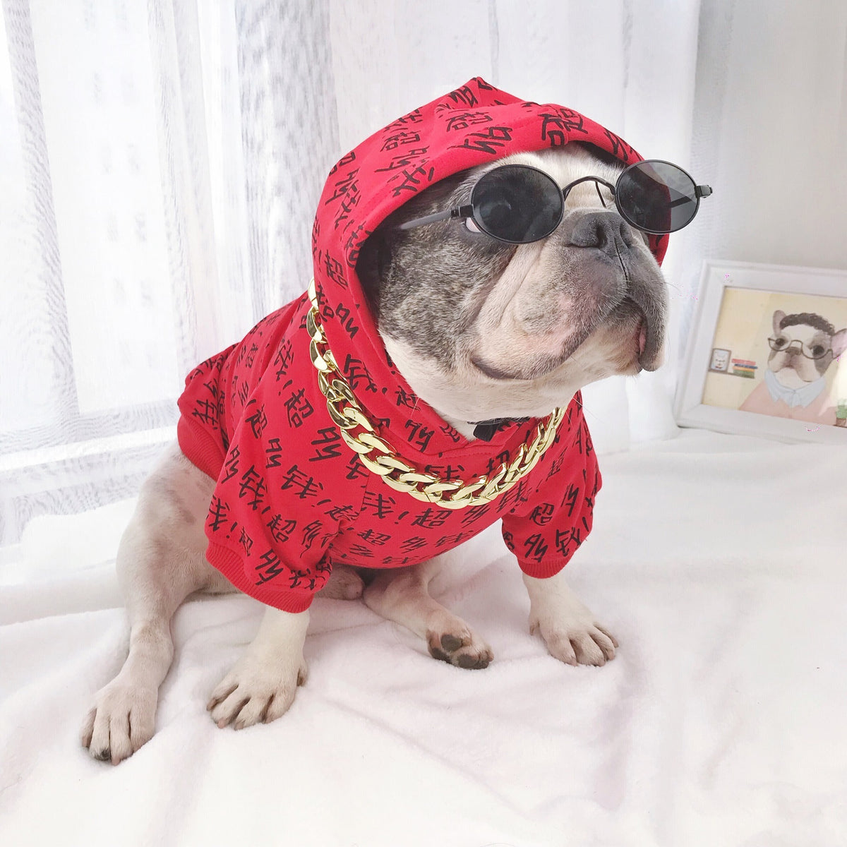 Bulldog wearing red hoodie, black oval sunglasses and gold chain necklace, sitting on white surface