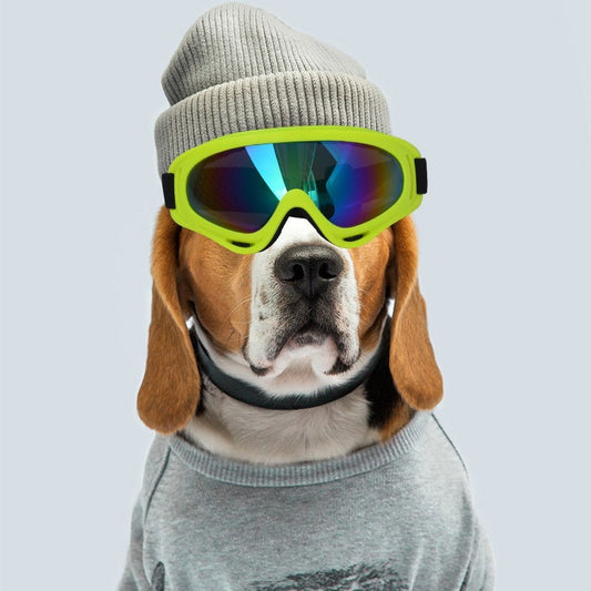 Beagle wearing bright green outdoor dog sunglasses and a gray knit hat