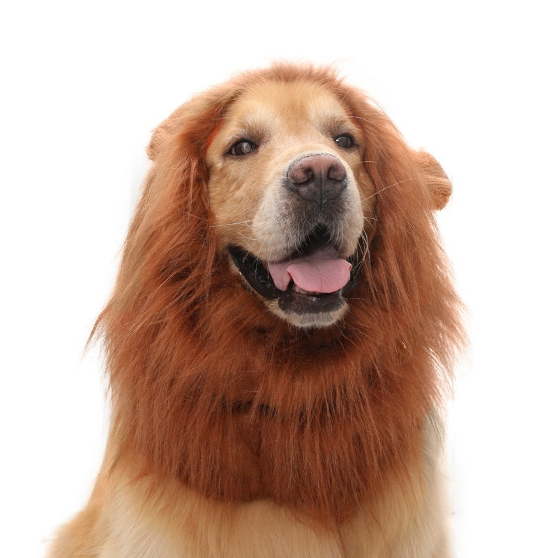 Golden retriever resting calmly wearing bright orange lion mane hat
