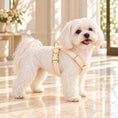 Cargar la imagen en la vista de la galería, White Maltese wearing a cream leaf-lace strap harness with gold hardware in a light cream interior
