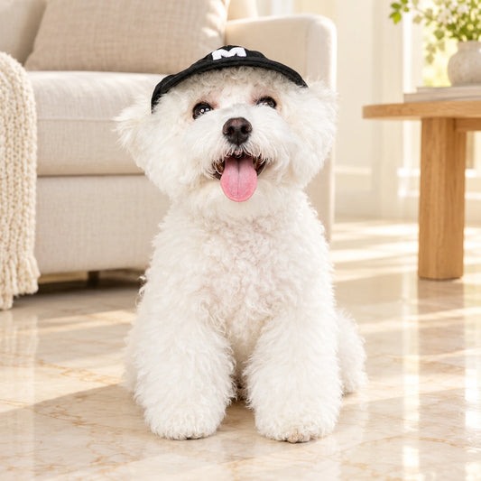 White curly-coated dog wearing a black M baseball cap in a cream sitting room