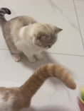 Load and play video in Gallery viewer, 1
