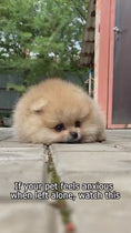Load and play video in Gallery viewer, 1.mp4
