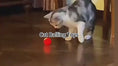 Load and play video in Gallery viewer, 1
