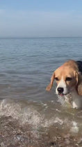 Load and play video in Gallery viewer, 1.mp4
