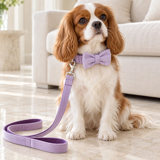 Lilac Velvet Dog Collar & Lead Collection shown in use by a dog in a light interior