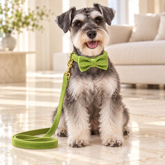 Matcha Velvet Dog Collar, Bow & Lead Set shown in use by a dog in a light interior